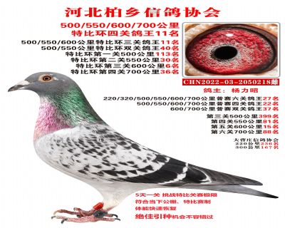 特比四關鴿王11名600公里6名