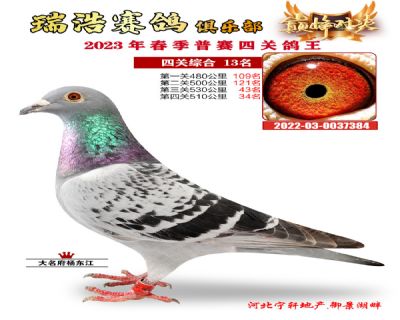 2023年四關鴿王13名