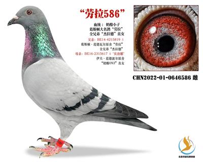 ҡ586