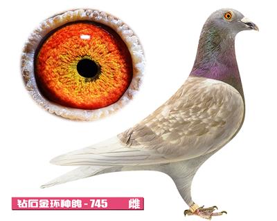 范登布克-好紅號745