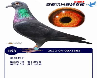 安徽汉兴决赛163名