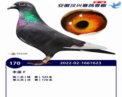 安徽汉兴决赛170名