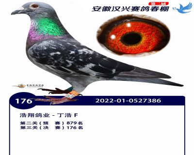 安徽汉兴决赛176名
