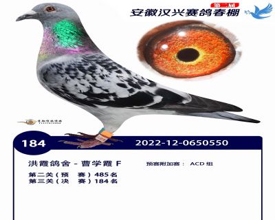安徽汉兴决赛184名