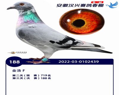 安徽汉兴决赛188名