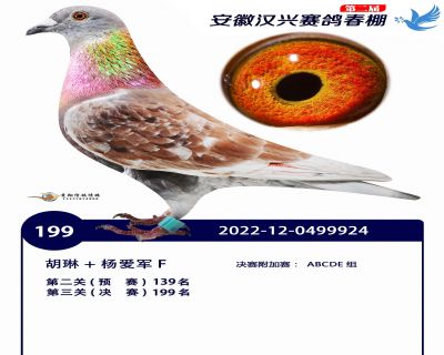 安徽汉兴决赛199名