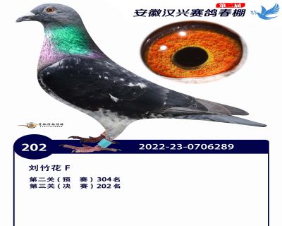 安徽汉兴决赛202名