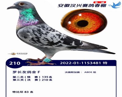 安徽汉兴决赛210名