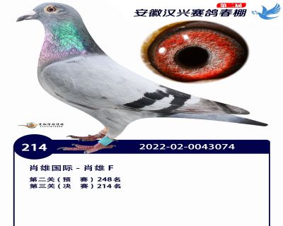安徽汉兴决赛214名