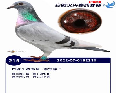 安徽汉兴决赛215名