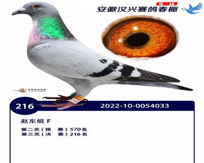 安徽汉兴决赛216名