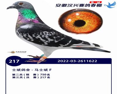 安徽汉兴决赛217名