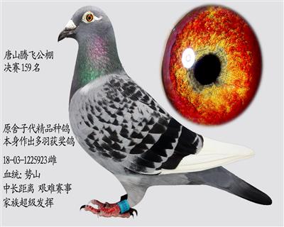 Qِ159   (sh)ɽϵ