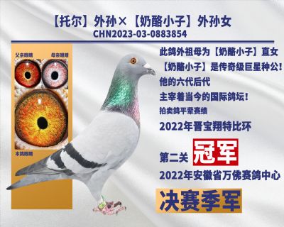 托尔外孙×奶酪小子外孙女