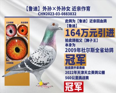 鲁迪外孙×外孙女 近亲作育