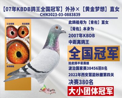 07年KBDB鸽王全国冠军外孙×黄金梦想直女