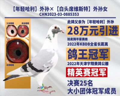 年轻哈利外孙×白头席维斯特外孙女