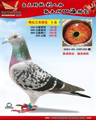 �ر������ۺ�5��