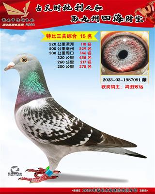 �ر������ۺ�15��