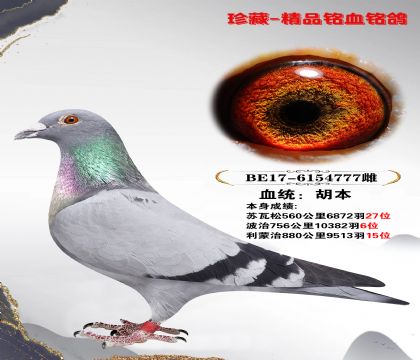 信鸽在线拍卖平台- 中国信鸽信息网