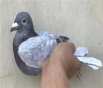 nϵH