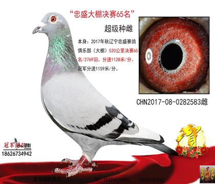 ʢVIPQِ65λ۹׷Nƣ
