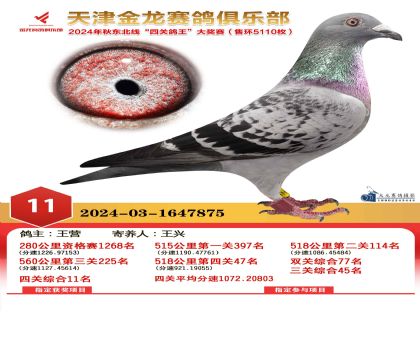 天津金龍鴿王11名