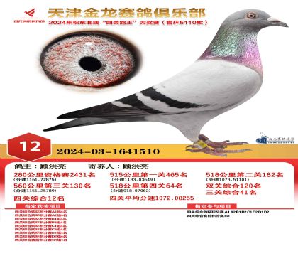 天津金龍鴿王12名