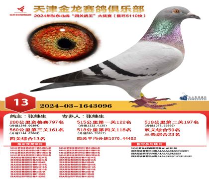 天津金龍鴿王13名