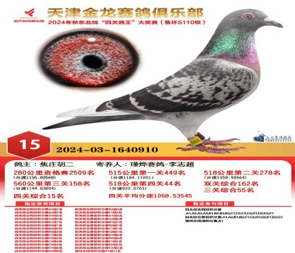 天津金龍鴿王15名