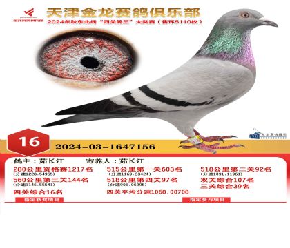 天津金龍鴿王16名