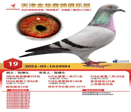 天津金龍鴿王19名