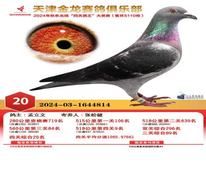 天津金龍鴿王20名
