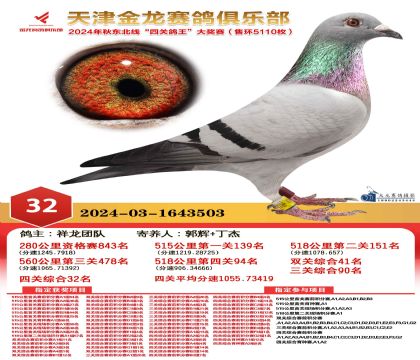 天津金龍鴿王32名