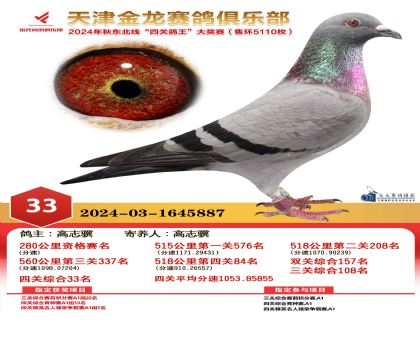天津金龍鴿王33名