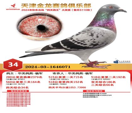 天津金龍鴿王34名