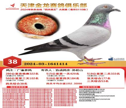 天津金龍鴿王38名