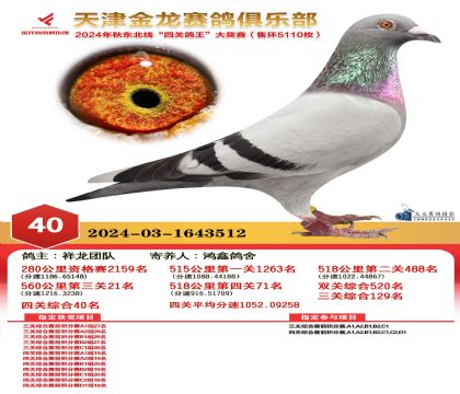天津金龍鴿王40名