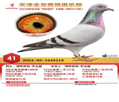 天津金龍鴿王41名