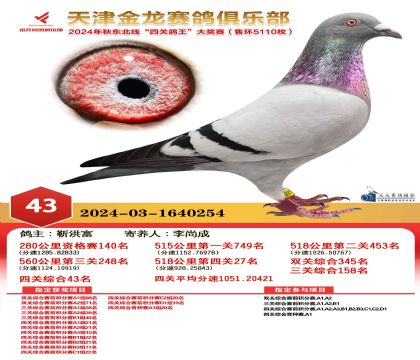 天津金龍鴿王43名
