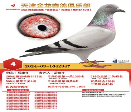天津金龍鴿王4名