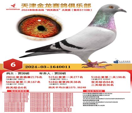 天津金龍鴿王6名