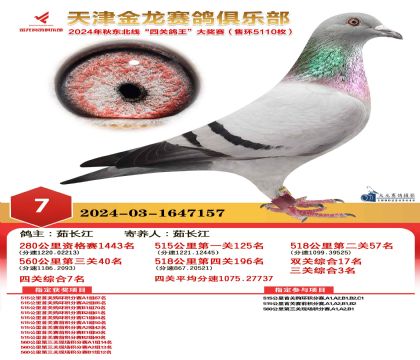 天津金龍鴿王7名