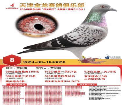 天津金龍鴿王8名