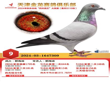 天津金龍鴿王9名