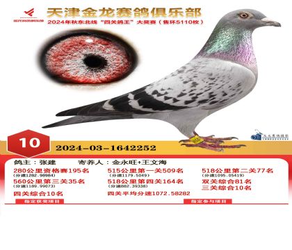 天津金龍鴿王10名