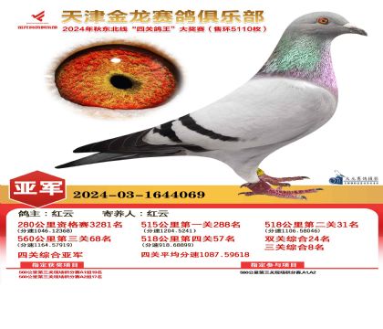 天津金龍鴿王亞軍