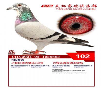 天虹小特比鴿王102名