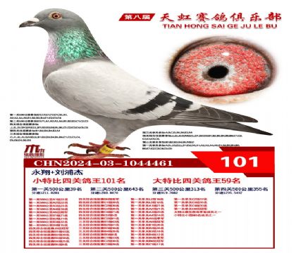 天虹小特比鴿王101名