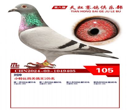 天虹小特比鴿王105名